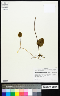 Ophioglossum vulgatum image