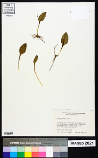 Ophioglossum vulgatum image