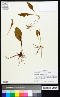 Ophioglossum engelmannii image