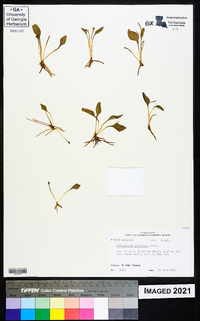 Ophioglossum petiolatum image