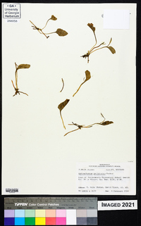 Ophioglossum petiolatum image