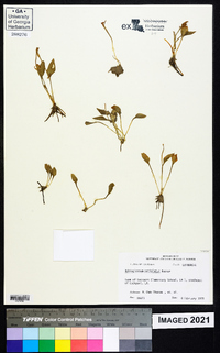 Ophioglossum petiolatum image