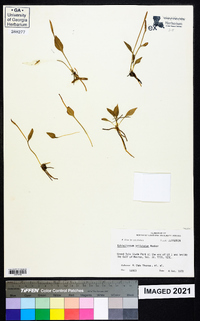 Ophioglossum petiolatum image