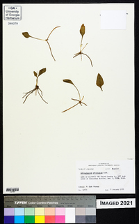 Ophioglossum petiolatum image