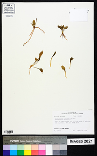 Ophioglossum petiolatum image