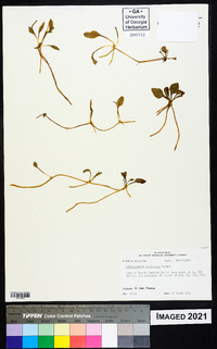 Ophioglossum petiolatum image