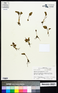 Ophioglossum petiolatum image