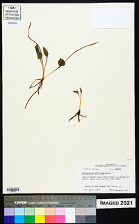 Ophioglossum petiolatum image