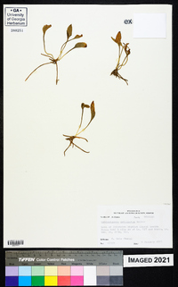 Ophioglossum petiolatum image