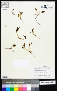 Ophioglossum petiolatum image