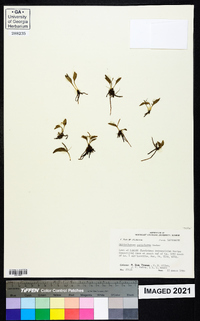 Ophioglossum petiolatum image