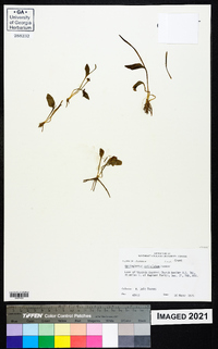 Ophioglossum petiolatum image