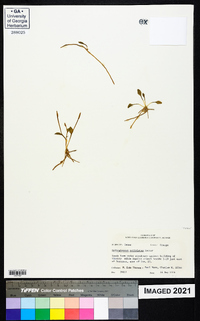 Ophioglossum petiolatum image