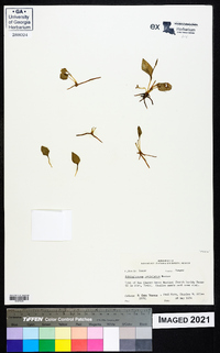 Ophioglossum petiolatum image