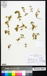 Bacopa egensis image