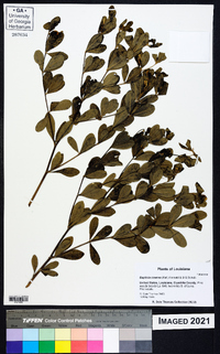 Baptisia cinerea image