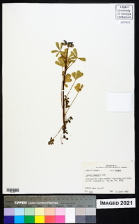 Lupinus texensis image