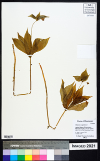 Medeola virginiana image