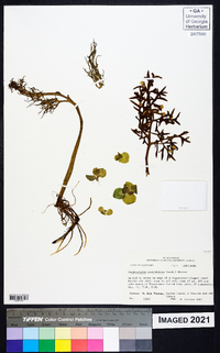 Ceratopteris pteridoides image