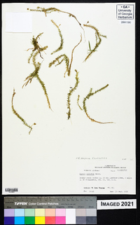 Mayaca fluviatilis image