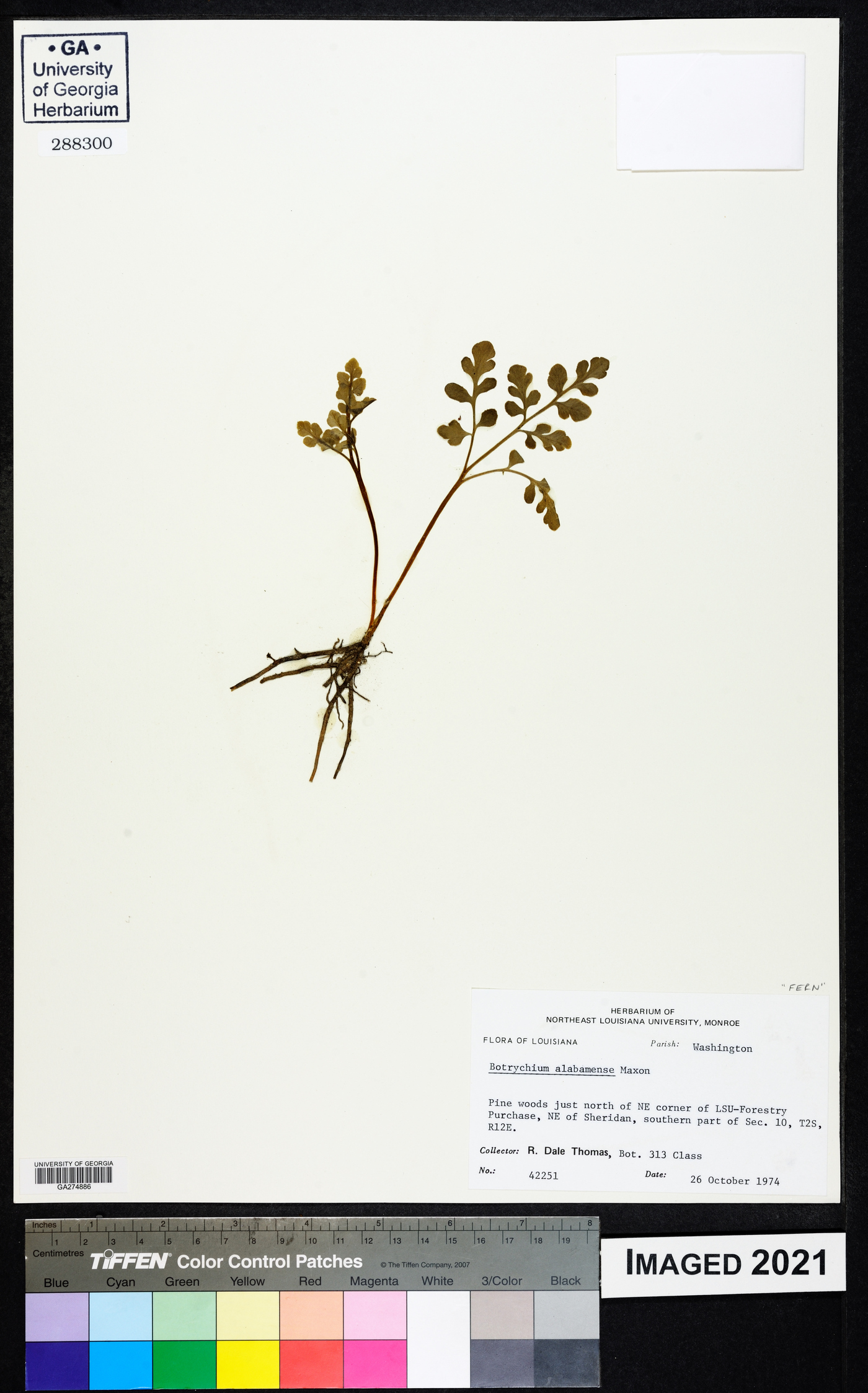 Botrychium alabamense image