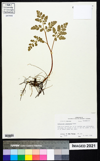 Botrychium alabamense image