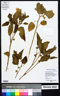 Physalis pubescens image