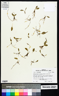 Ophioglossum nudicaule image