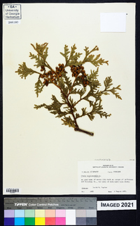 Thuja occidentalis image