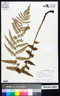 Dryopteris ludoviciana image