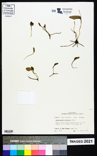 Ophioglossum petiolatum image