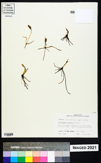 Ophioglossum petiolatum image