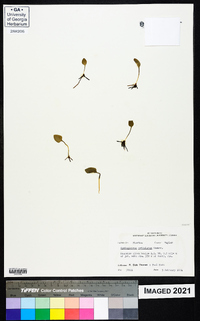 Ophioglossum petiolatum image