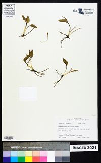 Ophioglossum petiolatum image