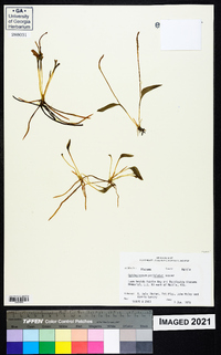 Ophioglossum petiolatum image