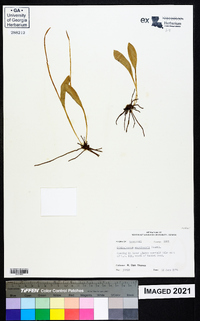 Ophioglossum engelmannii image