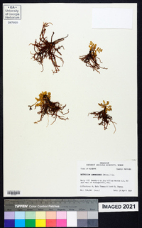 Botrychium lunarioides image