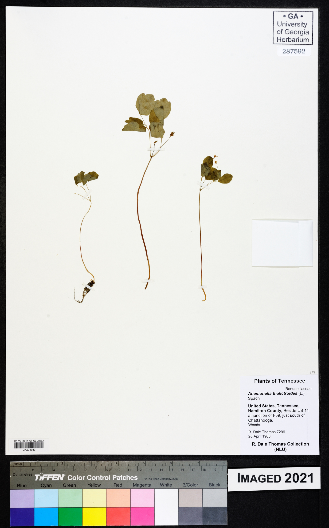 Anemonella thalictroides image