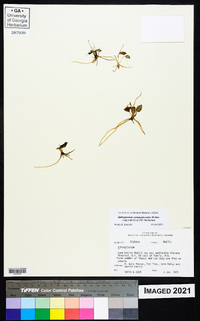 Ophioglossum crotalophoroides image