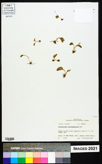 Ophioglossum crotalophoroides image