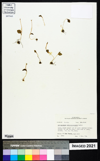 Ophioglossum crotalophoroides image