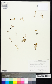 Ophioglossum crotalophoroides image