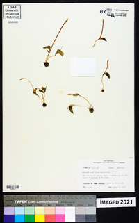 Ophioglossum crotalophoroides image