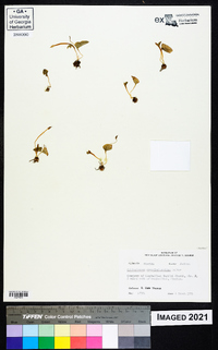 Ophioglossum crotalophoroides image