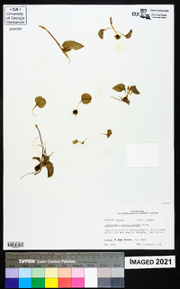 Ophioglossum crotalophoroides image