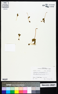 Ophioglossum crotalophoroides image