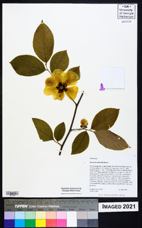 Stewartia malacodendron image