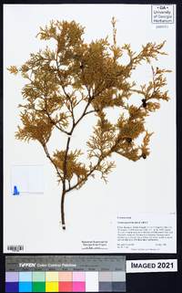 Chamaecyparis thyoides image