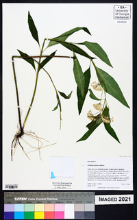 Asclepias perennis image