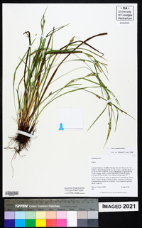 Carex godfreyi image